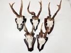 Set of 5 abnormal roebuck Gewei - Capreolus Capreolus - 0 cm, Nieuw