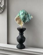 Gastropode Zeeschelp - Turbo (Zonder minimumprijs), Antiek en Kunst