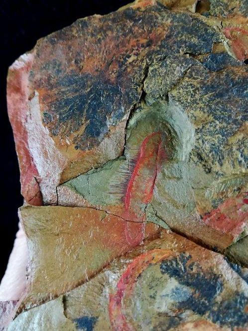 Zeer zeldzaam primitieve spons – uitzonderlijke, Verzamelen, Mineralen en Fossielen