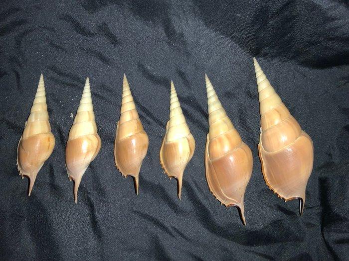 Set van 6 Tibia fusus schelpen – familiecollectie, jaren, Antiek en Kunst, Curiosa en Brocante