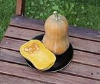 Nectar Butternut pompoen zaden, Nieuw