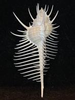 Escargot de mer Coquillage marin - S-69 MUREX PECTEN (Sans, Nieuw