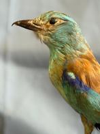 Europa-Roller Taxidermie volledige montage - Coracias, Verzamelen, Nieuw