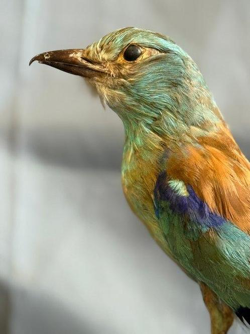 Europa-Roller Taxidermie volledige montage - Coracias, Verzamelen, Dierenverzamelingen