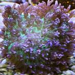 Rhodactis indosinensis (Neon Green / Purple Hairy Mushroom), Verzenden, Nieuw