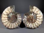 Paire dammonites sectionnées extraordinaires - Coquillage, Collections, Minéraux & Fossiles