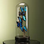 Vlinders in Stolp Taxidermie Opgezette Dieren By Max, Verzamelen, Ophalen of Verzenden, Nieuw, Insect, Opgezet dier