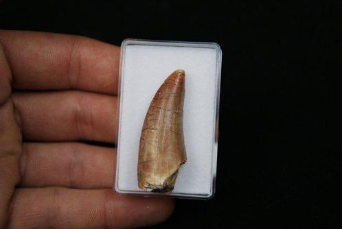 Zeldzame Afrikaanse Theropode TOP - Fossiele tand -, Verzamelen, Mineralen en Fossielen
