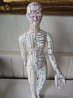 Anatomisch model - Hout, hard kunststof - 1960-1970 - Groot