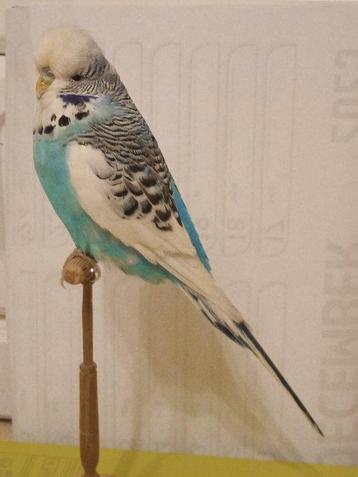 tentoonstelling parkiet Taxidermie volledige montage - beschikbaar voor biedingen