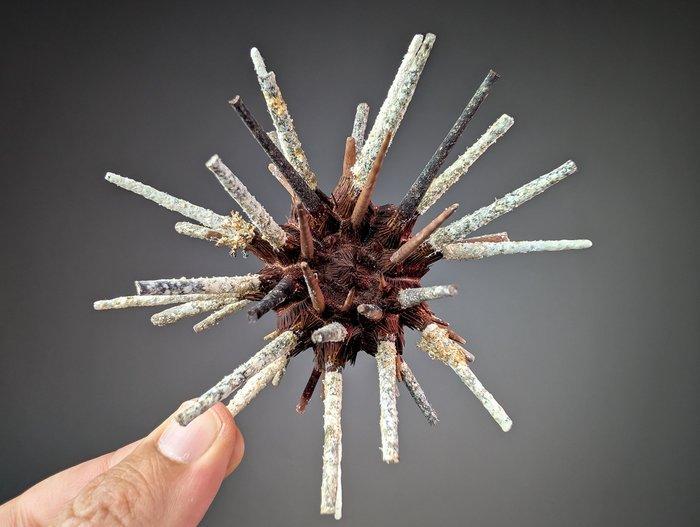 Zee-egel Taxidermie volledige montage - Prionocidaris, Verzamelen, Dierenverzamelingen