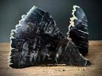 Fossiel hout - Gefossiliseerd hout - Dipterocarpus sp. -