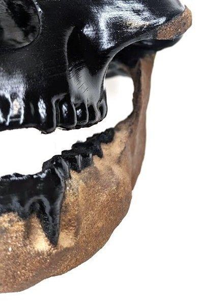 Fossiele schedel - Australopithecus afarensis “Lucy” (AL, Verzamelen, Mineralen en Fossielen