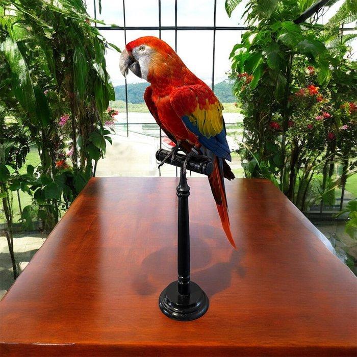 Ara Taxidermie volledige montage - Ara macao - 80 cm - 30 cm, Verzamelen, Dierenverzamelingen