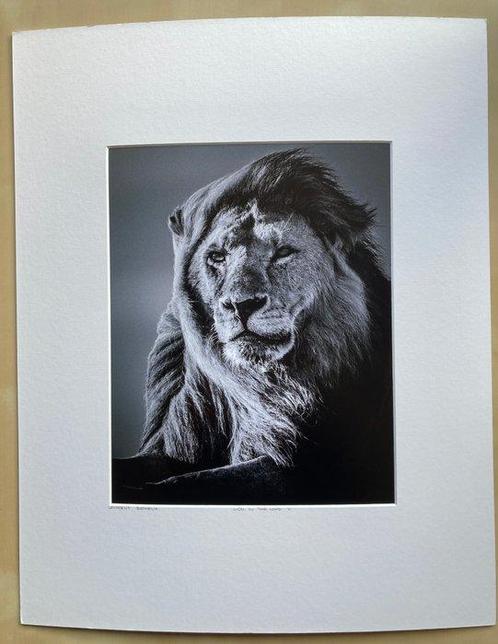 Laurent Baheaux - Lion in the Wind V. Serengeti Park,, Antiek en Kunst, Kunst | Schilderijen | Modern