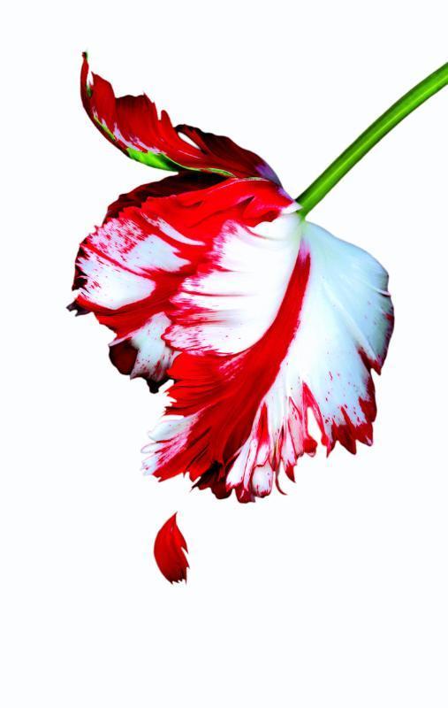 Nieuwe maan / Twilight 9789022559895 Stephenie Meyer, Livres, Livres pour enfants | Jeunesse | 13 ans et plus, Envoi