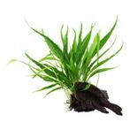 Microsorum pteropus op hout, Verzenden, Nieuw