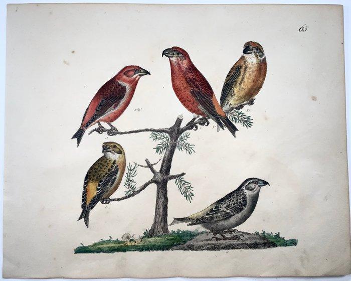 3 quarto chalk lithographs of birds by Strack: Linnets,, Antiek en Kunst, Antiek | Boeken en Manuscripten