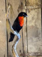 Roodgekraagde vruchtkraai Taxidermie volledige montage -