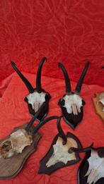 Gems Taxidermie wandmontage - Rupicapra rupicapra - lot de, Verzamelen, Nieuw
