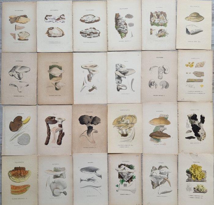 Claude Casimir Gillet (1806-1896) - Lot. of 24 tavole Les, Antiquités & Art, Antiquités | Livres & Manuscrits