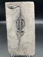 Zeereptiel - Fossiele matrix - Keichousaurus sp. - 18 cm - 9