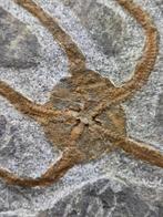 Zeester - Gefossiliseerd dier (Zonder minimumprijs)