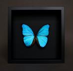 Papillon Support de corps entier pour taxidermie - Morpho