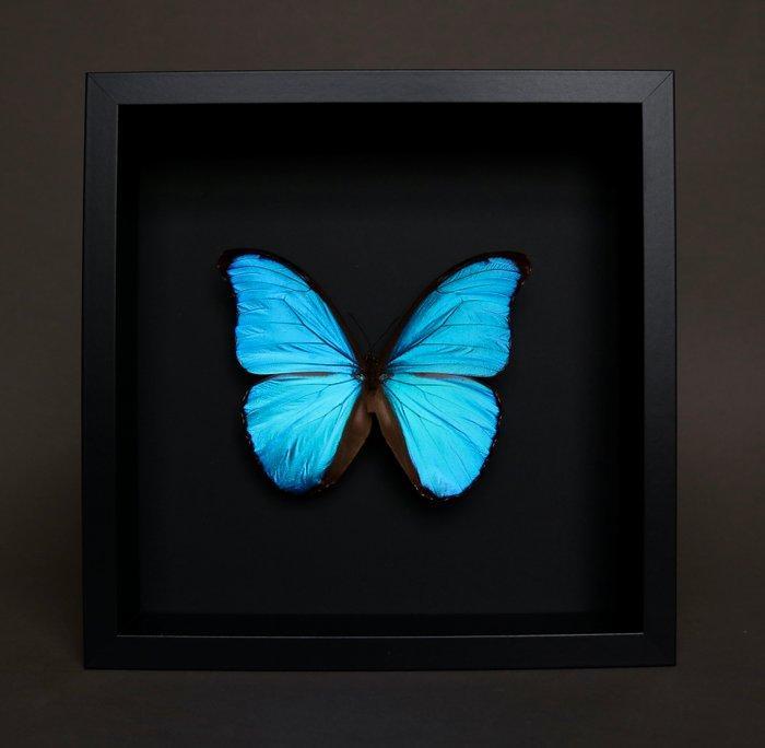 Papillon Support de corps entier pour taxidermie - Morpho, Collections, Collections Animaux