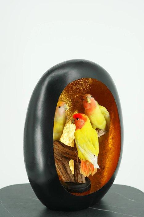 Agapornis Taxidermie volledige montage - Agapornis - With, Verzamelen, Dierenverzamelingen