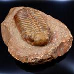 Trilobites : témoins de laube de la vie Trilobite fossile