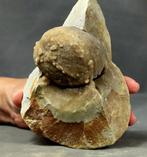 Nieuwsgierigheid: Wanneer fossielen mineralen ontmoeten -, Verzamelen, Mineralen en Fossielen