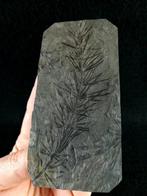 Fossiele plant met uitzonderlijke preservatie!! -