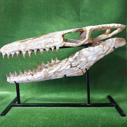 Mosasaure - Crâne fossile - Mosasaurus beaugei - 90 cm, Verzamelen, Mineralen en Fossielen