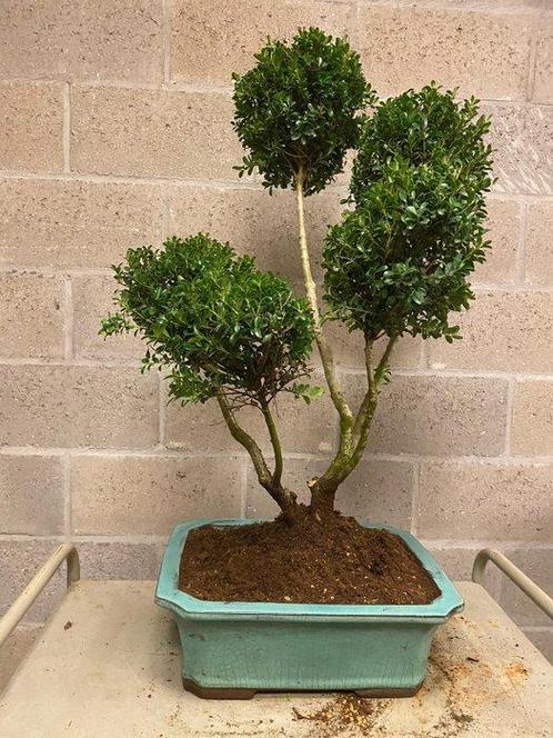 Japanese holly bonsai (Ilex crenata) - Hauteur (arbre) : 80, Antiek en Kunst, Curiosa en Brocante
