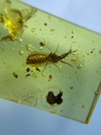Amber - Barnsteen - Enicocephalidae, Burmese Amber, Insect