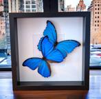 Echte blauwe vlinders in frame Taxidermie volledige montage