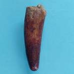 Dinosaurus - Fossiele tand - Spinosaurus aegyptiacus - 56 mm, Verzamelen