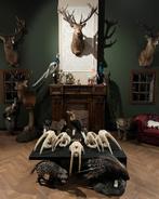 Taxidermie opgezette dieren koppen preparaten opgezet By Max, Ophalen of Verzenden, Nieuw, Overige soorten, Opgezet dier