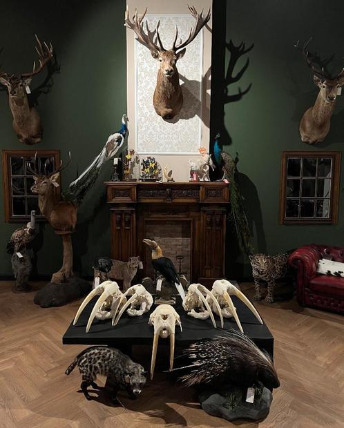 Taxidermie opgezette dieren koppen preparaten opgezet By Max, Verzamelen, Dierenverzamelingen, Opgezet dier, Nieuw, Overige soorten