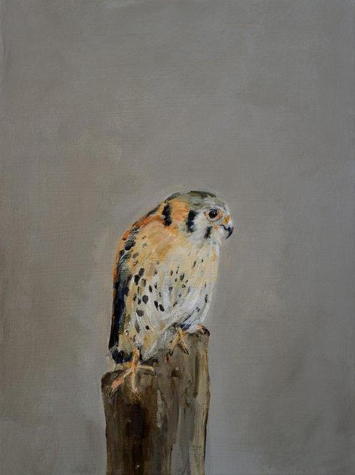 Matthieu van Riel - Falcon, Antiek en Kunst, Kunst | Schilderijen | Modern