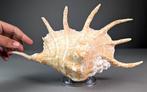 Grote Spinmossel Zeeschelp - Lambis truncata (Zonder, Verzamelen, Nieuw