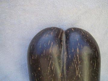 Coco de Mere Rond 1900 Met Kern Taxidermie volledige montage
