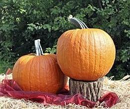 Gladiator PMT F1 halloweenpompoen, Hobby en Vrije tijd, Knutselen, Nieuw