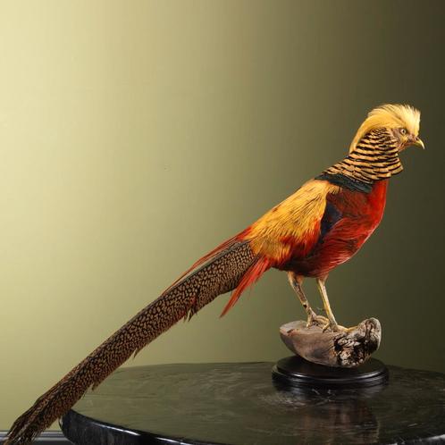 Goudfazant Taxidermie Opgezette Dieren By Max, Verzamelen, Dierenverzamelingen, Opgezet dier, Nieuw, Vogel, Ophalen of Verzenden