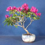 Bougainvillea bonsai (Bougainvillea glabra) - Hoogte (boom):
