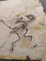 Vogelfossielen - Gefossiliseerd dier - Confuciusornis - 26
