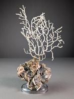 Decoratieve gorgoniën op rots Taxidermie volledige montage -, Nieuw