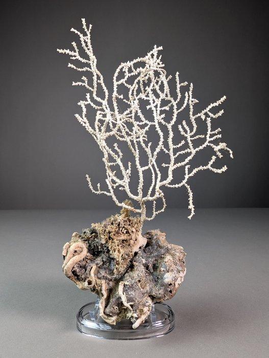 Decoratieve gorgoniën op rots Taxidermie volledige montage -, Verzamelen, Dierenverzamelingen