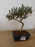 Olijf bonsai (Olea europaea) - Hoogte (boom): 25 cm - Diepte